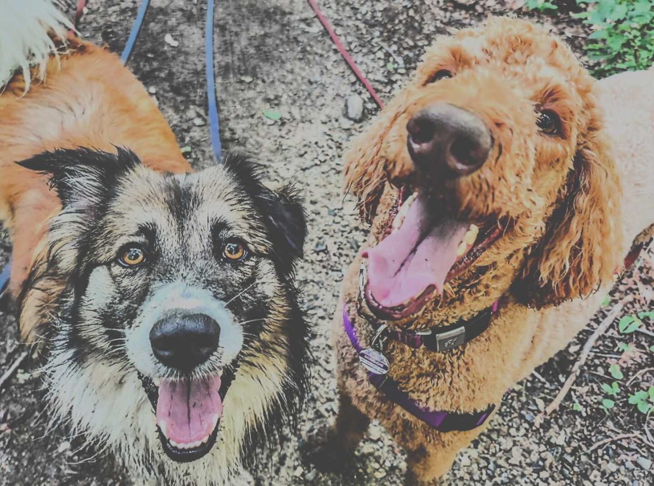 Private Dog Training Classes Canine Academy of Berwick