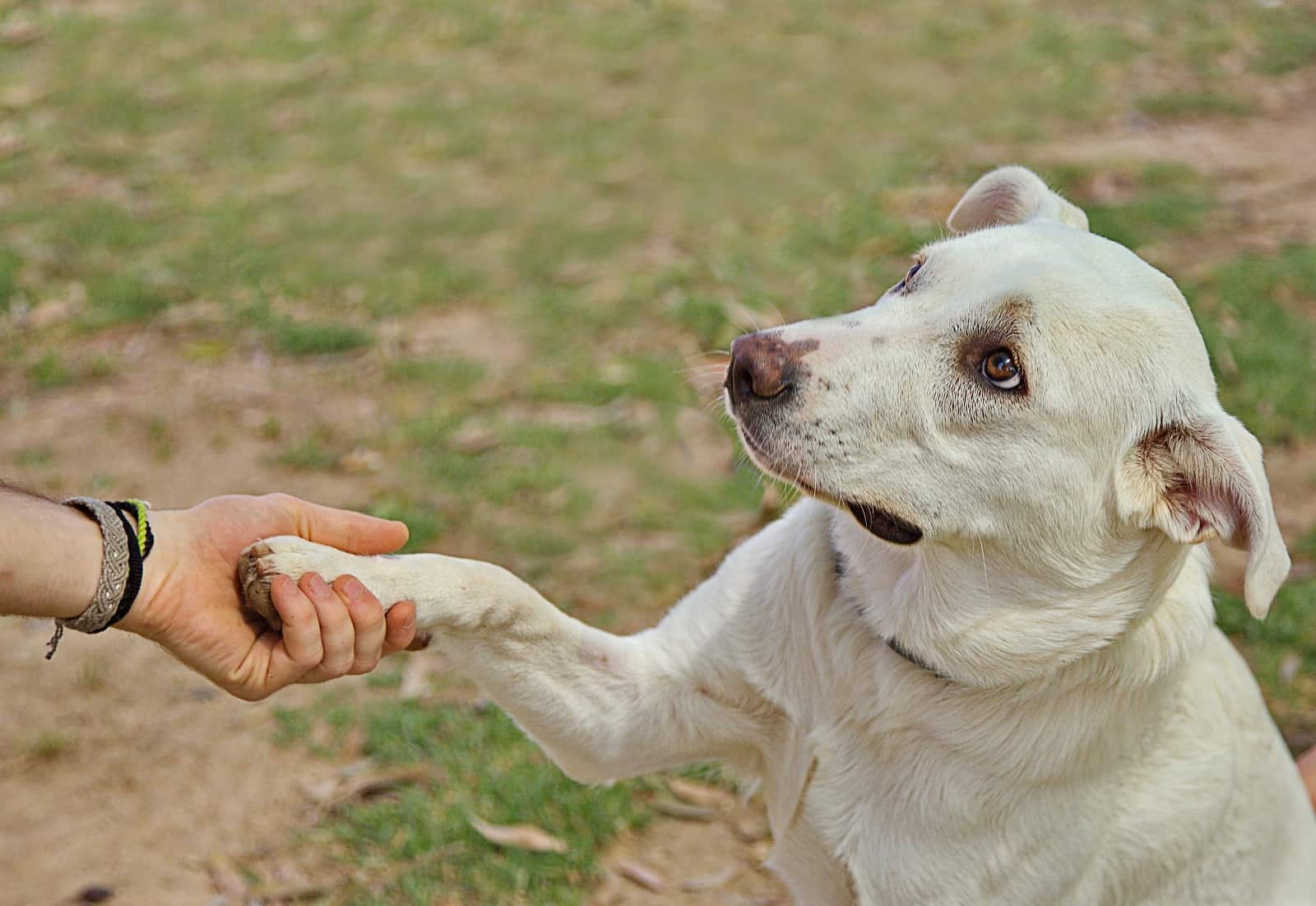 This is an image of Dog trainer training a dog in a dog training session. 