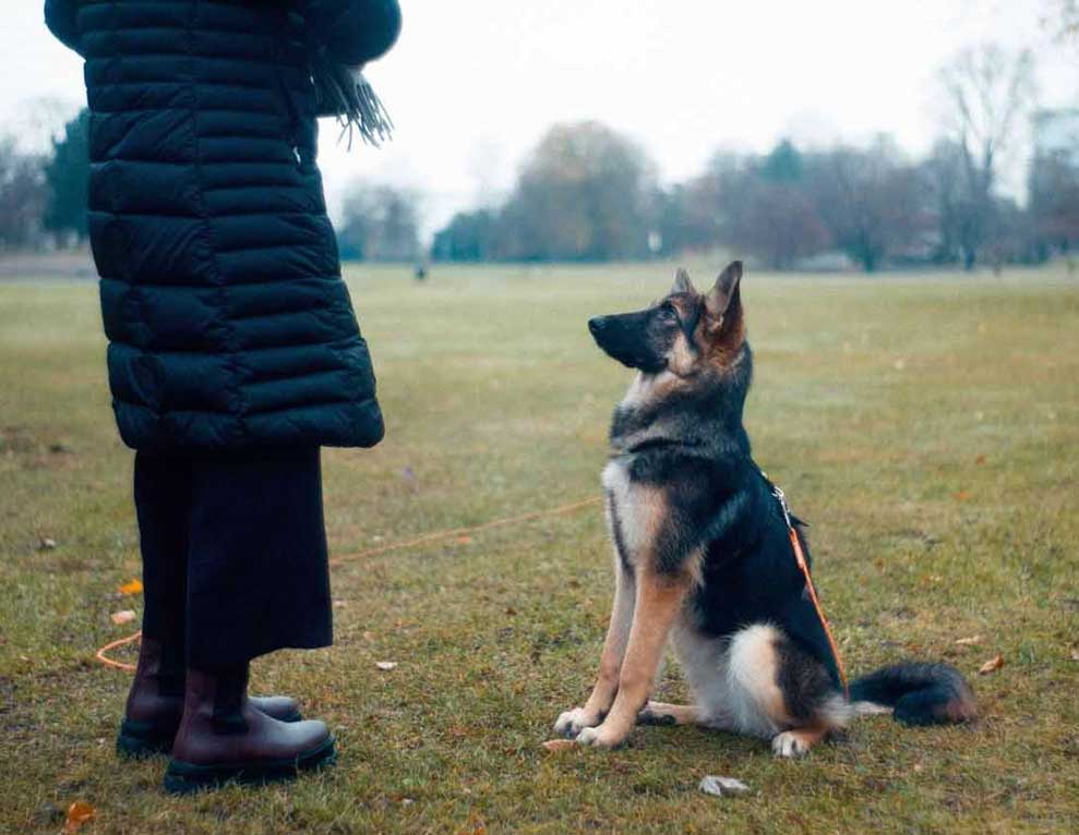 This is an image of Dog trainer training a dog in a dog training session. 