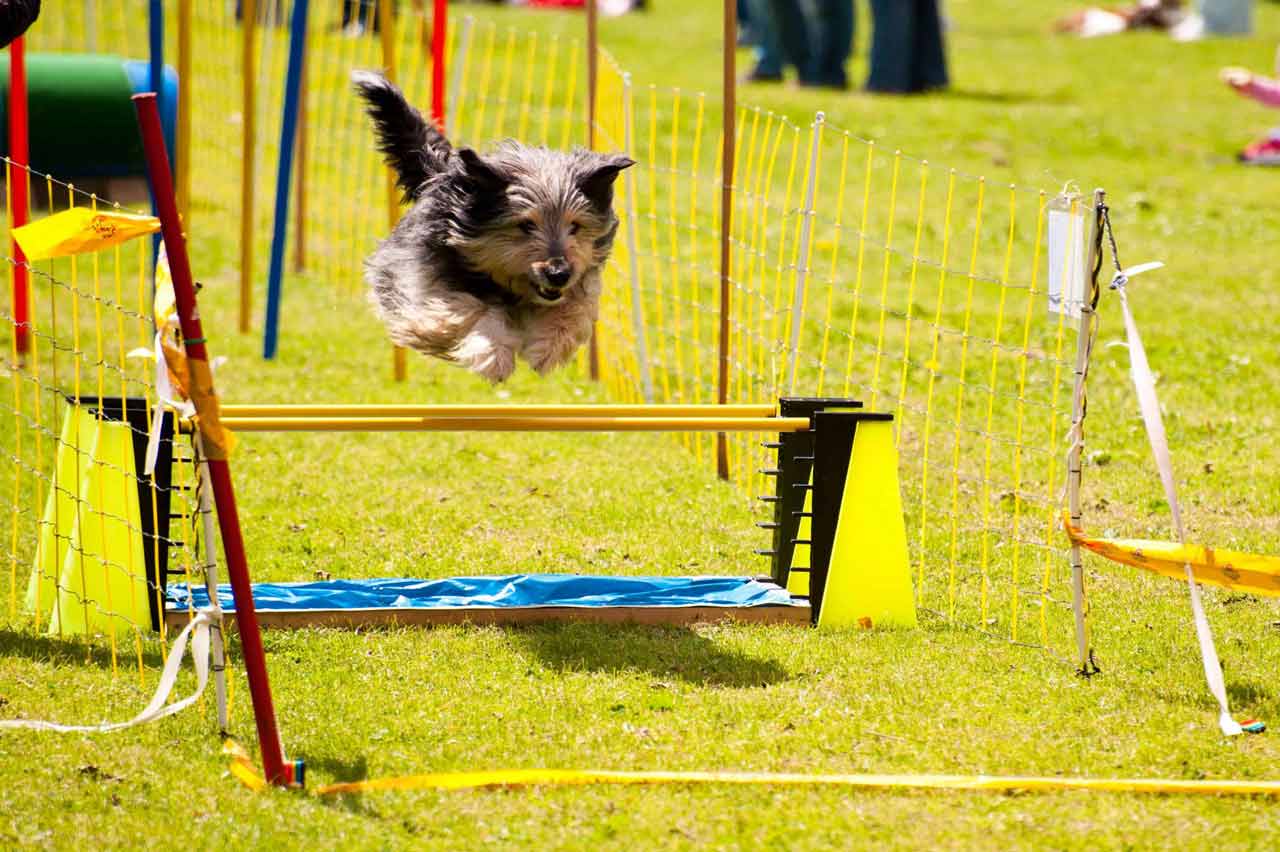 Image of a dog jumping over an obstacle at our dog dayschool in Maine.