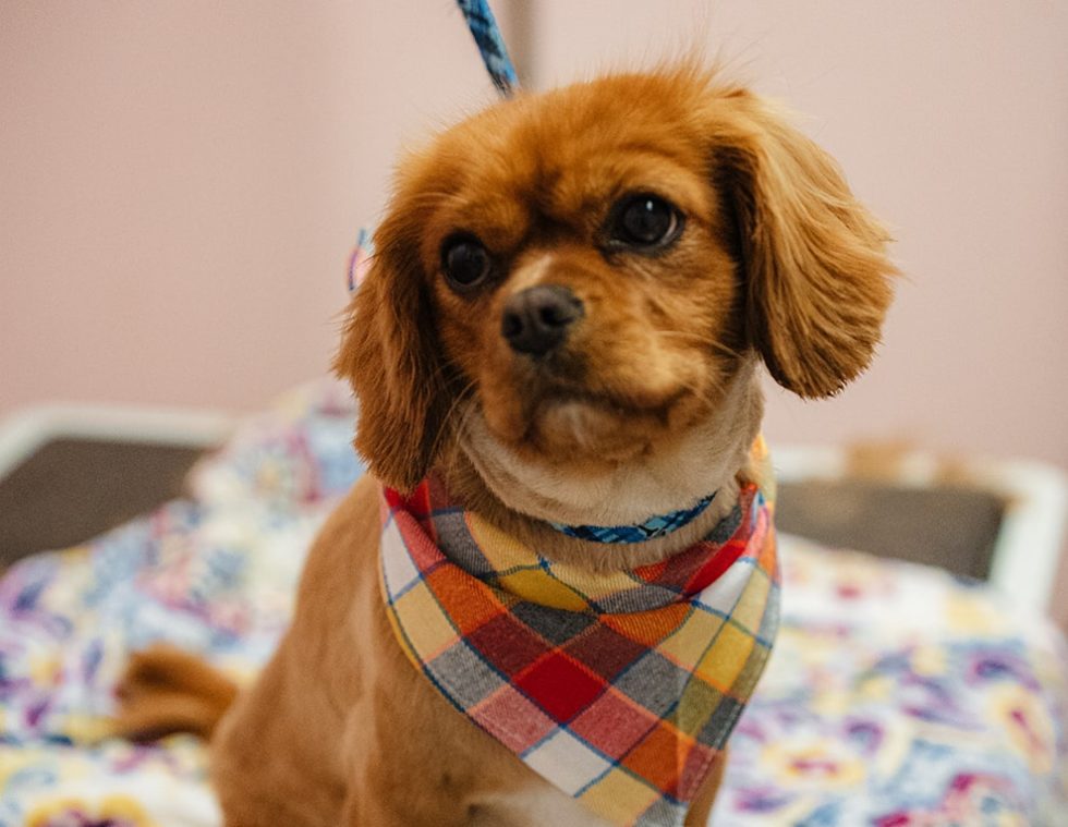 Board & Train Dog Obedience Training Classes Berwick Maine