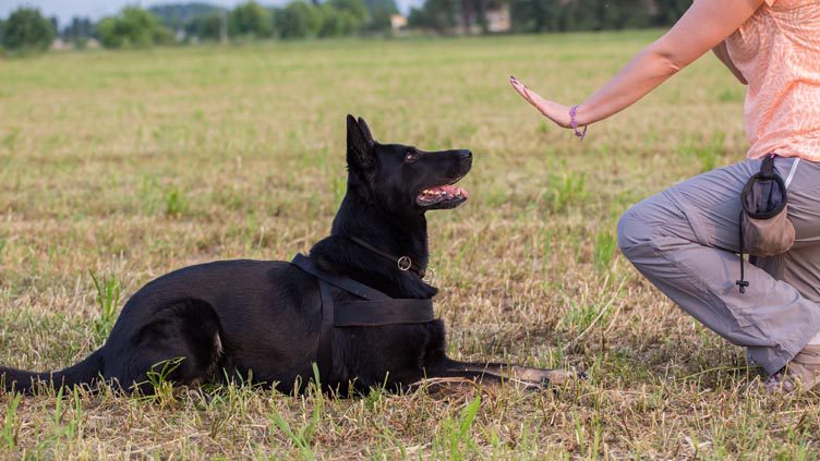The Art of Dog Training: Why It’s More Than Just Obedience Commands