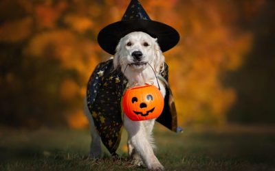5 Ways to Ensure a Safe and Festive Halloween for Your Dog