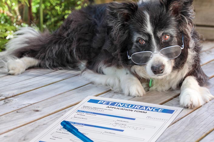 Securing Peace of Mind: The Ins and Outs of Pet Insurance for Your Furry Friend