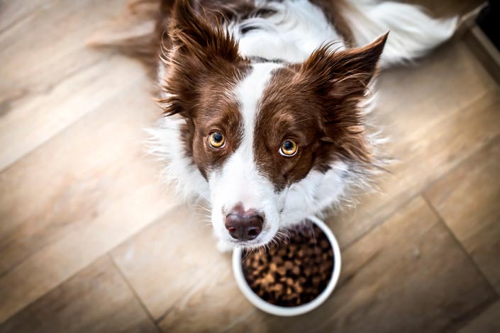 Keeping Your Dog Active and Healthy at Home